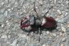 Lucanus cervus